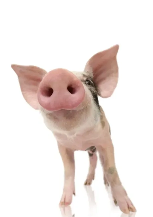 Framed Print : Pig - Piglet Framed Print : Pig - Piglet