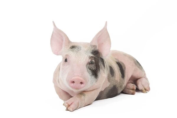 Pig - Piglet