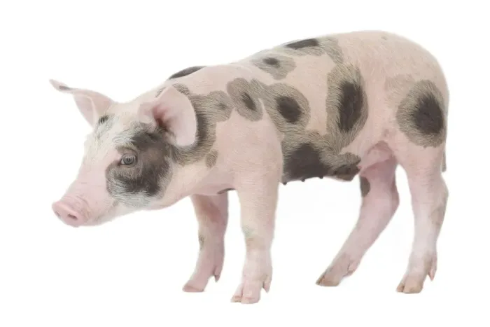 Framed Print : Pig - Piglet Framed Print : Pig - Piglet