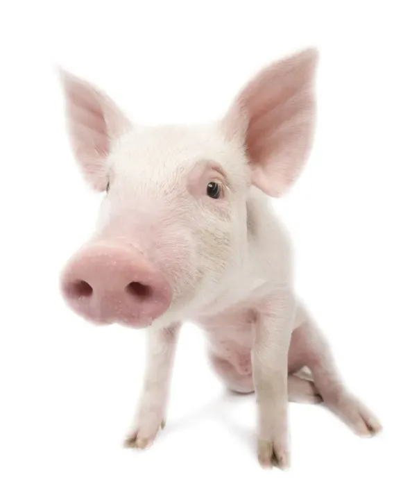 Framed Print : Pig - Piglet Framed Print : Pig - Piglet