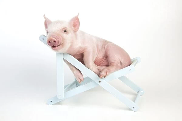 PIG - Piglet laying in deckchair