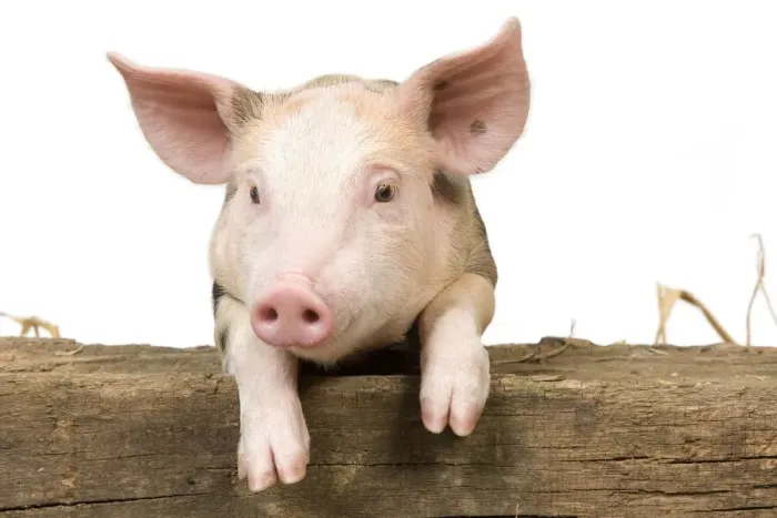 Framed Print : Pig - Piglet looking over fence Framed Print : Pig - Piglet looking over fence