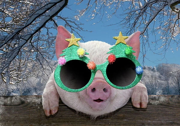 PIG - Piglet looking over fence wearing Christmas glasses in winter snow Digital Manipuation: Glasses (Su) background MAB