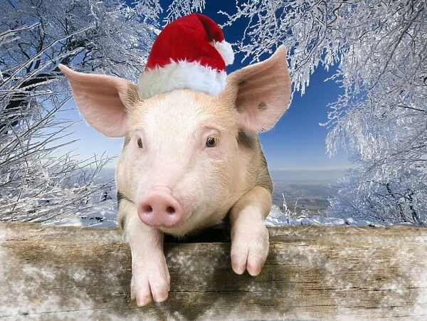 Pig - Piglet looking over fence wearing Christmas hat in snow scene Digital Manipulation: added background USH - hat Su - added snow to fence