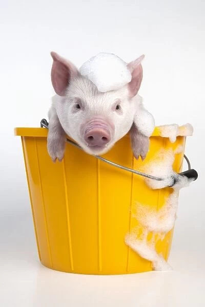 PIG - Piglet sitting in a bucket covered in soap suds