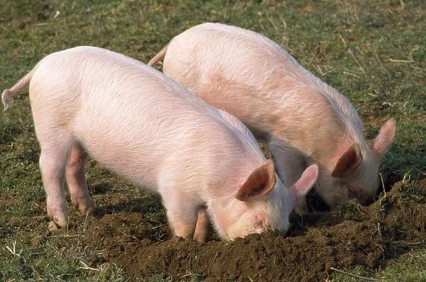Pig - piglets digging in ground