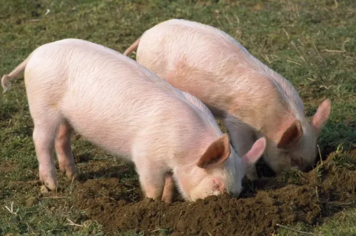 Framed Print : Pig - piglets digging in ground Framed Print : Pig - piglets digging in ground