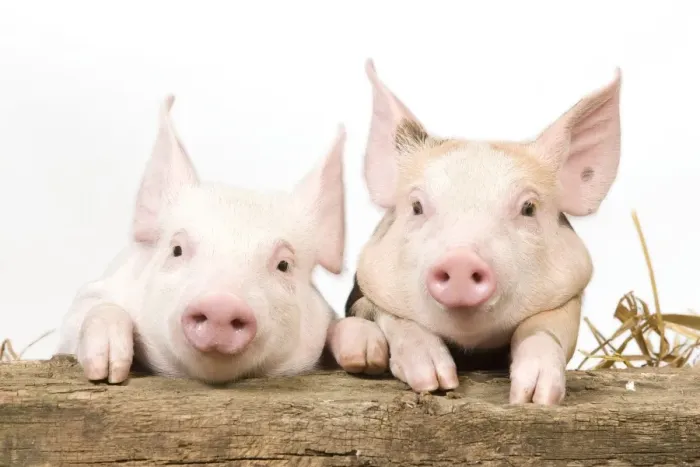 Framed Print : Pig - Piglets looking over fence Framed Print : Pig - Piglets looking over fence