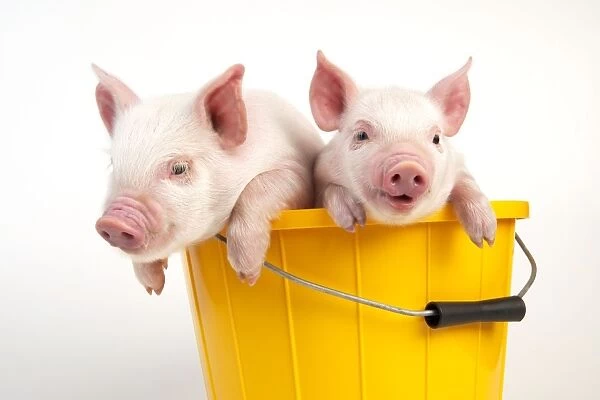 PIG - Piglets sitting in a bucket
