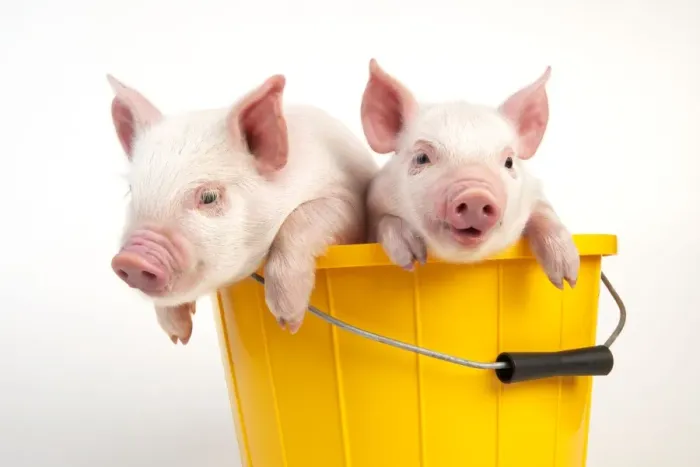 Framed Print : PIG - Piglets sitting in a bucket Framed Print : PIG - Piglets sitting in a bucket