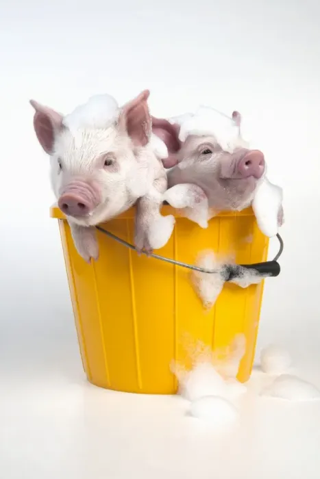 Framed Print : PIG - Piglets sitting in a bucket covered in soap suds Framed Print : PIG - Piglets sitting in a bucket covered in soap suds
