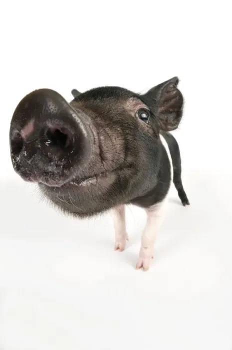 Framed Print : Pig. Saddleback cross piglet Framed Print : Pig. Saddleback cross piglet