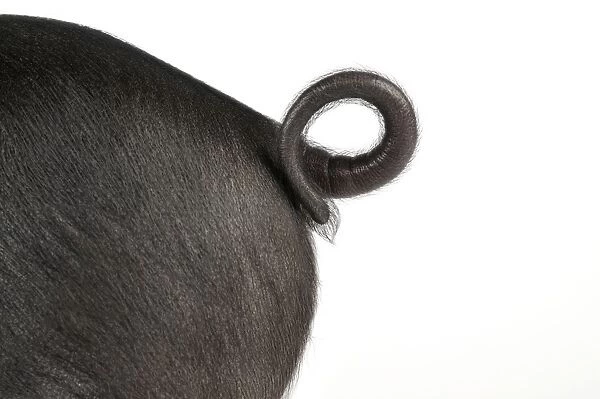 Pig - Saddleback cross piglet tail Manipulated Image: Genitals removed