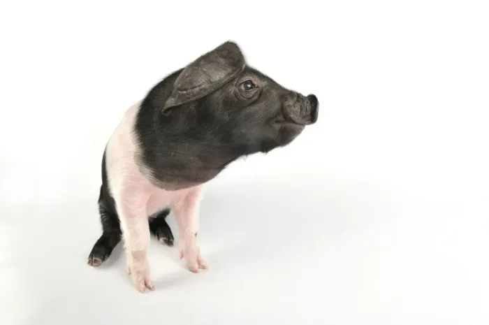 Framed Print : Pig. Saddleback piglet on white background Framed Print : Pig. Saddleback piglet on white background