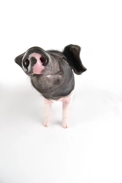 Pig. Saddleback piglet on white background