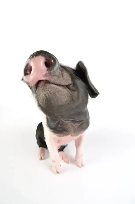 Framed Print : Pig. Saddleback piglet on white background Framed Print : Pig. Saddleback piglet on white background