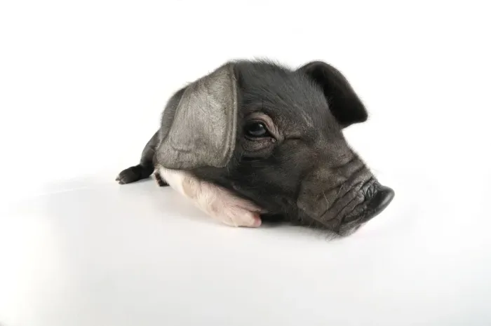 Framed Print : Pig. Saddleback on white background Framed Print : Pig. Saddleback on white background