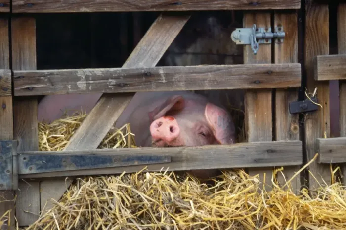 Framed Print : Pig - in stall Framed Print : Pig - in stall