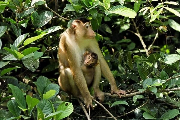 Pig-tailed Macaque - with baby - Sabah - Borneo - Malaysia