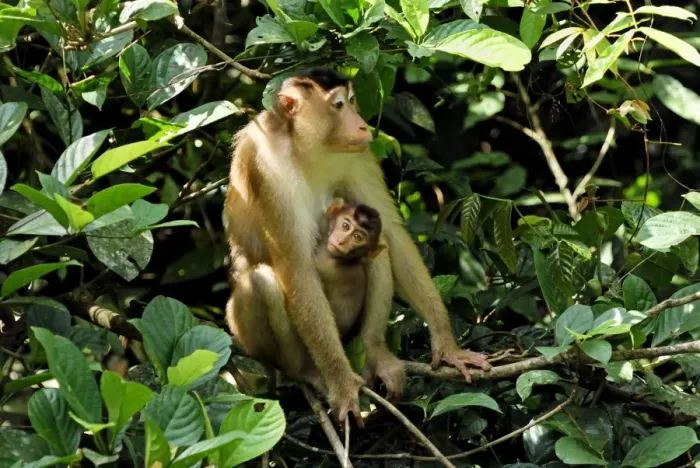 Framed Print : Pig-tailed Macaque - with baby - Sabah - Borneo - Malaysia Framed Print : Pig-tailed Macaque - with baby - Sabah - Borneo - Malaysia