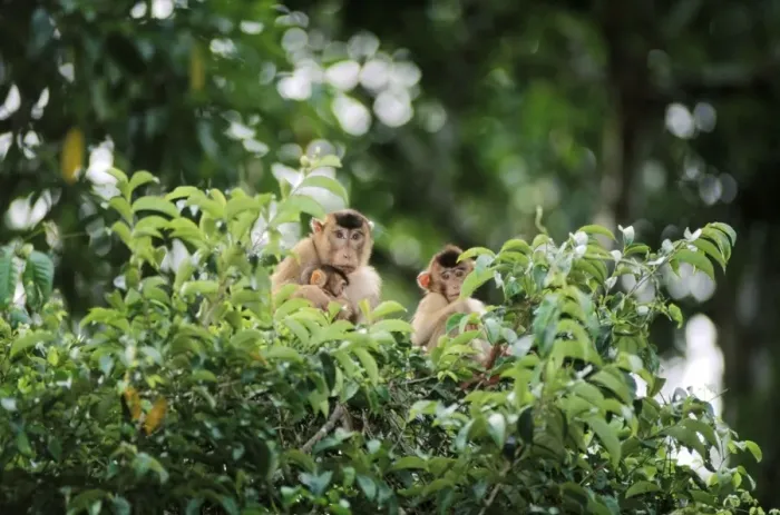 Framed Print : Pig-tailed Macaque - female with infant and juvenile Sabah, Borneo, Malaysia JPF29742 Framed Print : Pig-tailed Macaque - female with infant and juvenile Sabah, Borneo, Malaysia JPF29742