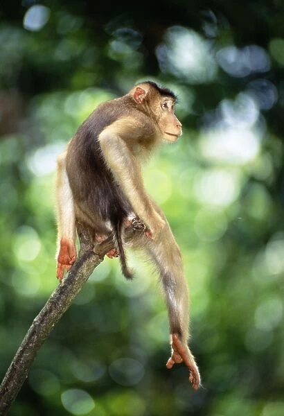 Pig-tailed Macaque (Macaca nemestrina nemestrina) male perched on bare branch stump, Sabah, Borneo, Malaysia, Sabah JPF30170