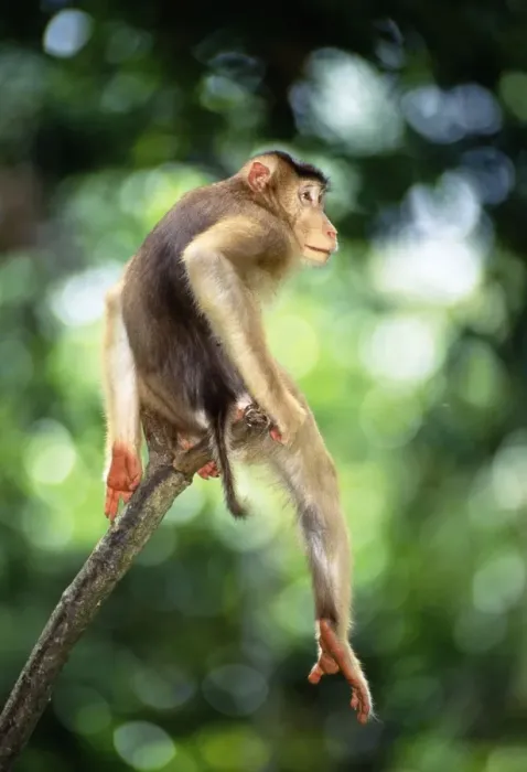 Framed Print : Pig-tailed Macaque (Macaca nemestrina nemestrina) male perched on bare branch stump, Sabah, Borneo, Malaysia, Sabah JPF30170
