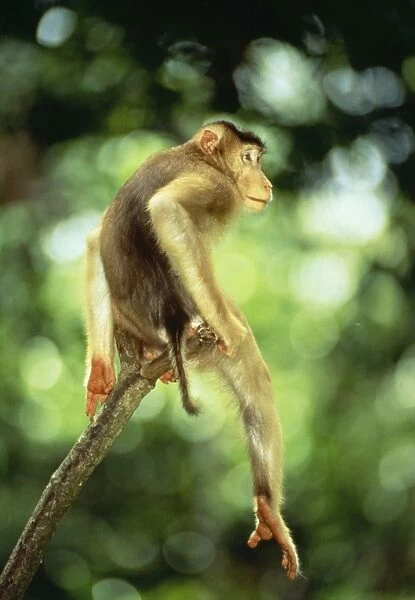 Pig-Tailed Macaque Monkey JPF 9357 Male Borneo, Indonesia. (N. E. India, S. W. China, S. E. Asia, Sumatra) Macaca nemestrina nemestrina © Jean-Paul Ferrero  /  ARDEA LONDON