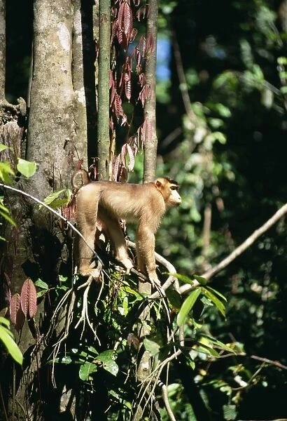 Pig-tailed Macaque Monkey - in tree Sabah, Borneo