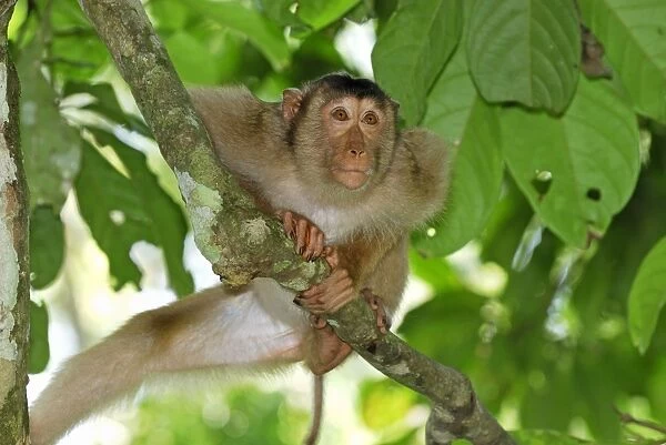 Pig-tailed Macaque - Sabah - Borneo - Malaysia