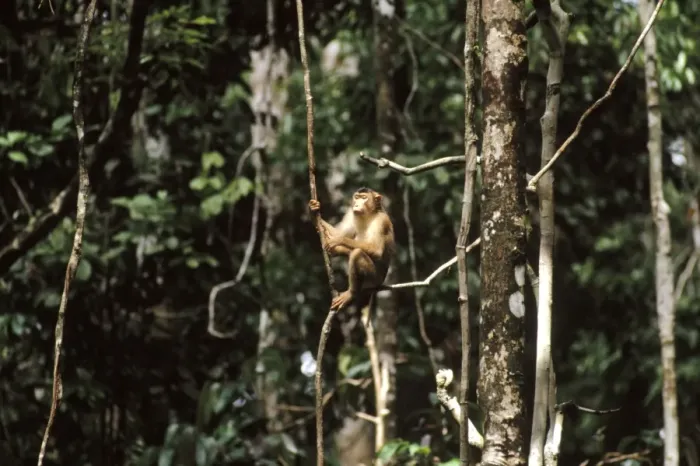Framed Print : Pig-tailed Macaque - seated on liana, Sabah, Borneo, Malaysia, India, China, SE Asia, Sumatra JPF30161