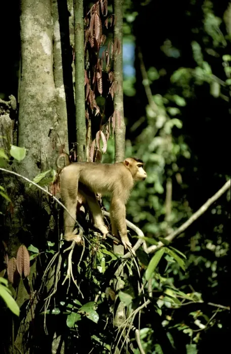 Framed Print : Pig-tailed Macaque - in tree, Sabah, Borneo, Malaysia JPF29659