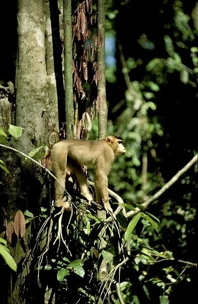 Pig-tailed Macaque - in tree, Sabah, Borneo, Malaysia JPF29659