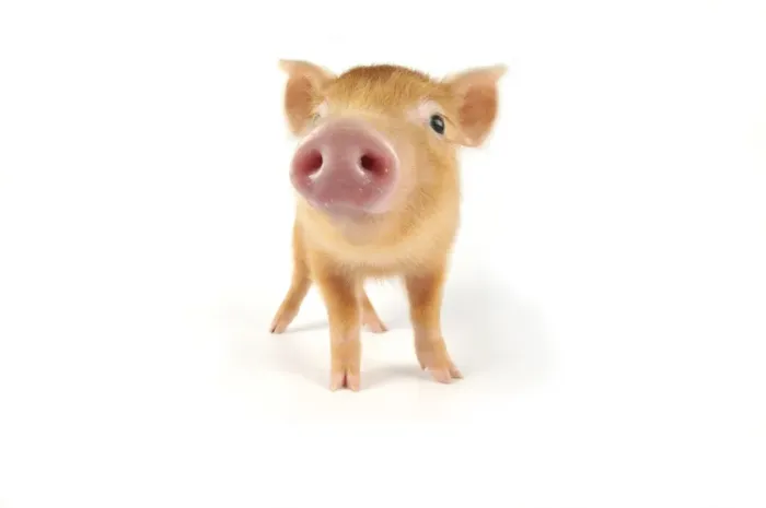 Framed Print : Pig. Tamworth piglet on white background