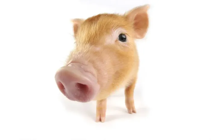 Framed Print : Pig. Tamworth piglet on white background Framed Print : Pig. Tamworth piglet on white background