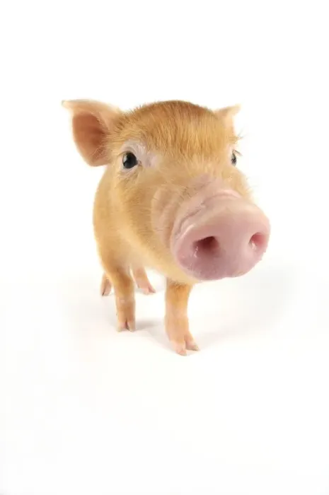 Framed Print : Pig. Tamworth piglet on white background Framed Print : Pig. Tamworth piglet on white background