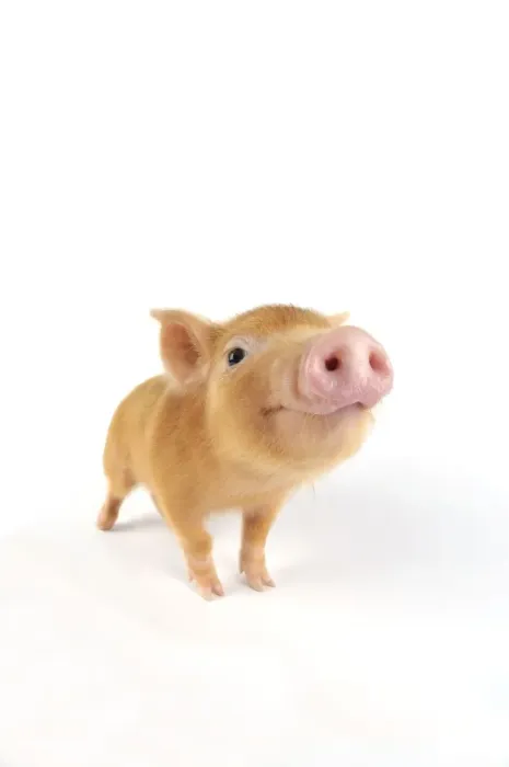 Framed Print : Pig. Tamworth piglet on white background Framed Print : Pig. Tamworth piglet on white background