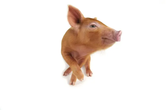 Framed Print : Pig. Tamworth piglet on white background Framed Print : Pig. Tamworth piglet on white background