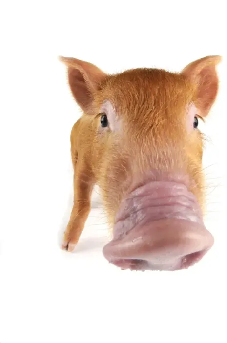 Framed Print : Pig. Tamworth piglet on white background
