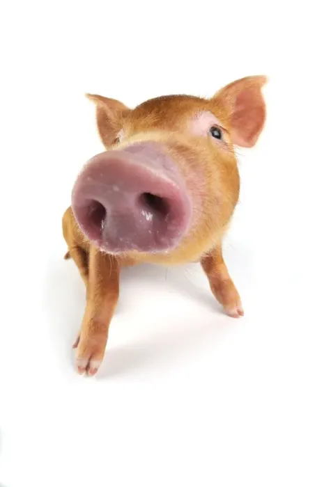 Framed Print : Pig. Tamworth piglet on white background Framed Print : Pig. Tamworth piglet on white background