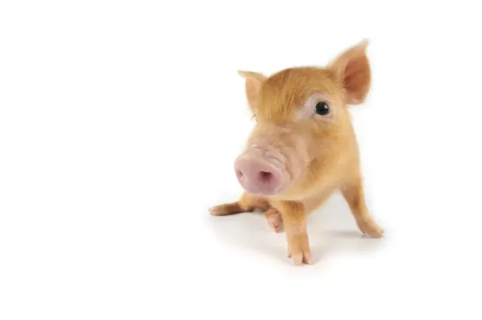 Framed Print : Pig. Tamworth piglet on white background Framed Print : Pig. Tamworth piglet on white background