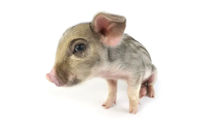 Framed Print : Pig. Wildboar piglet on white background Framed Print : Pig. Wildboar piglet on white background