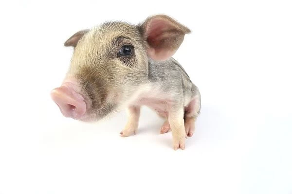 Pig. Wildboar piglet on white background
