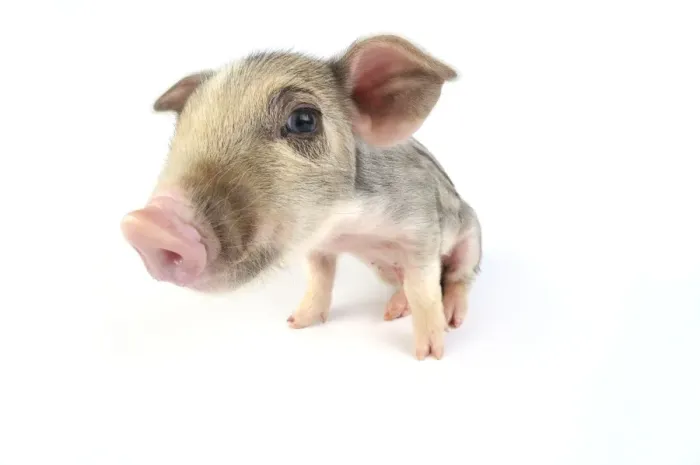 Framed Print : Pig. Wildboar piglet on white background Framed Print : Pig. Wildboar piglet on white background