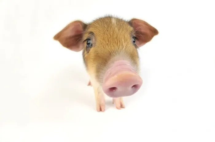 Framed Print : Pig. Wildboar piglet on white background Framed Print : Pig. Wildboar piglet on white background