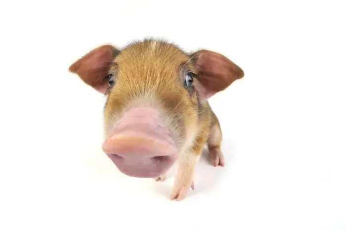 Framed Print : Pig. Wildboar piglet on white background Framed Print : Pig. Wildboar piglet on white background
