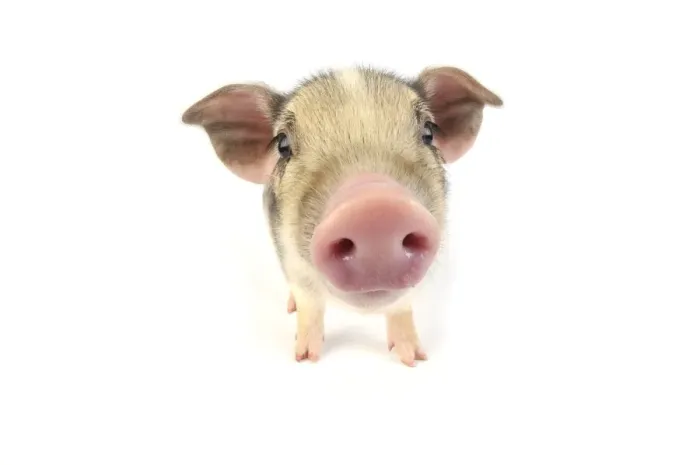 Framed Print : Pig. Wildboar piglet on white background Framed Print : Pig. Wildboar piglet on white background