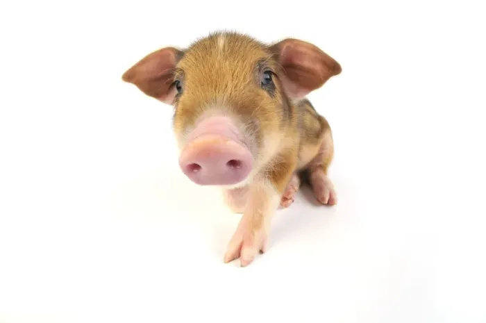 Framed Print : Pig. Wildboar piglet on white background Framed Print : Pig. Wildboar piglet on white background