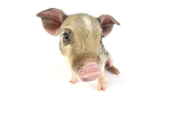 Pig. Wildboar piglet on white background