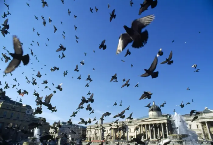Framed Print : Pigeons - large flock in Trafalgar Square - London - UK Framed Print : Pigeons - large flock in Trafalgar Square - London - UK